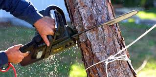 How Our Tree Care Process Works  in  Comer, GA